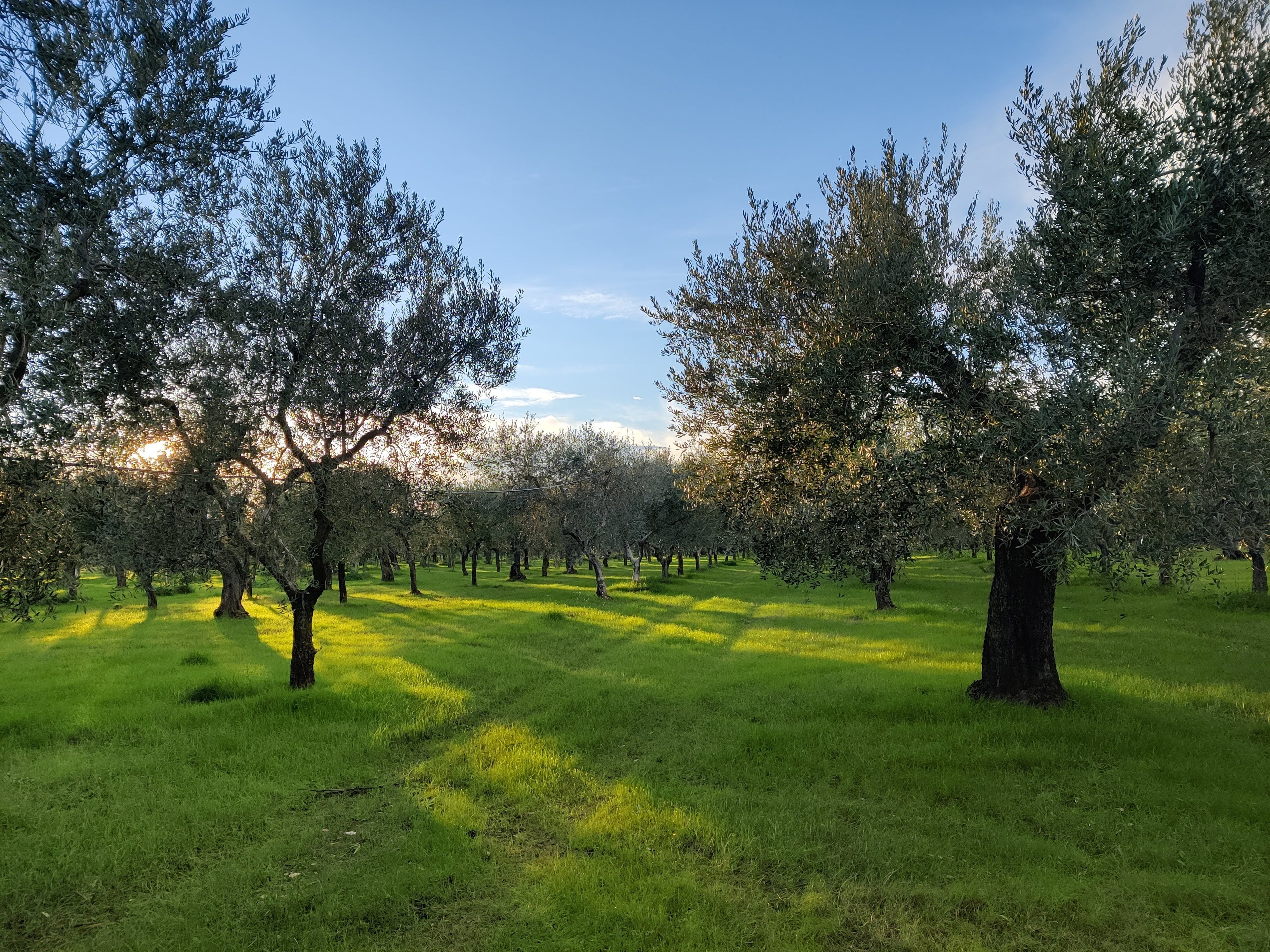 Foto di alberi d'olivo