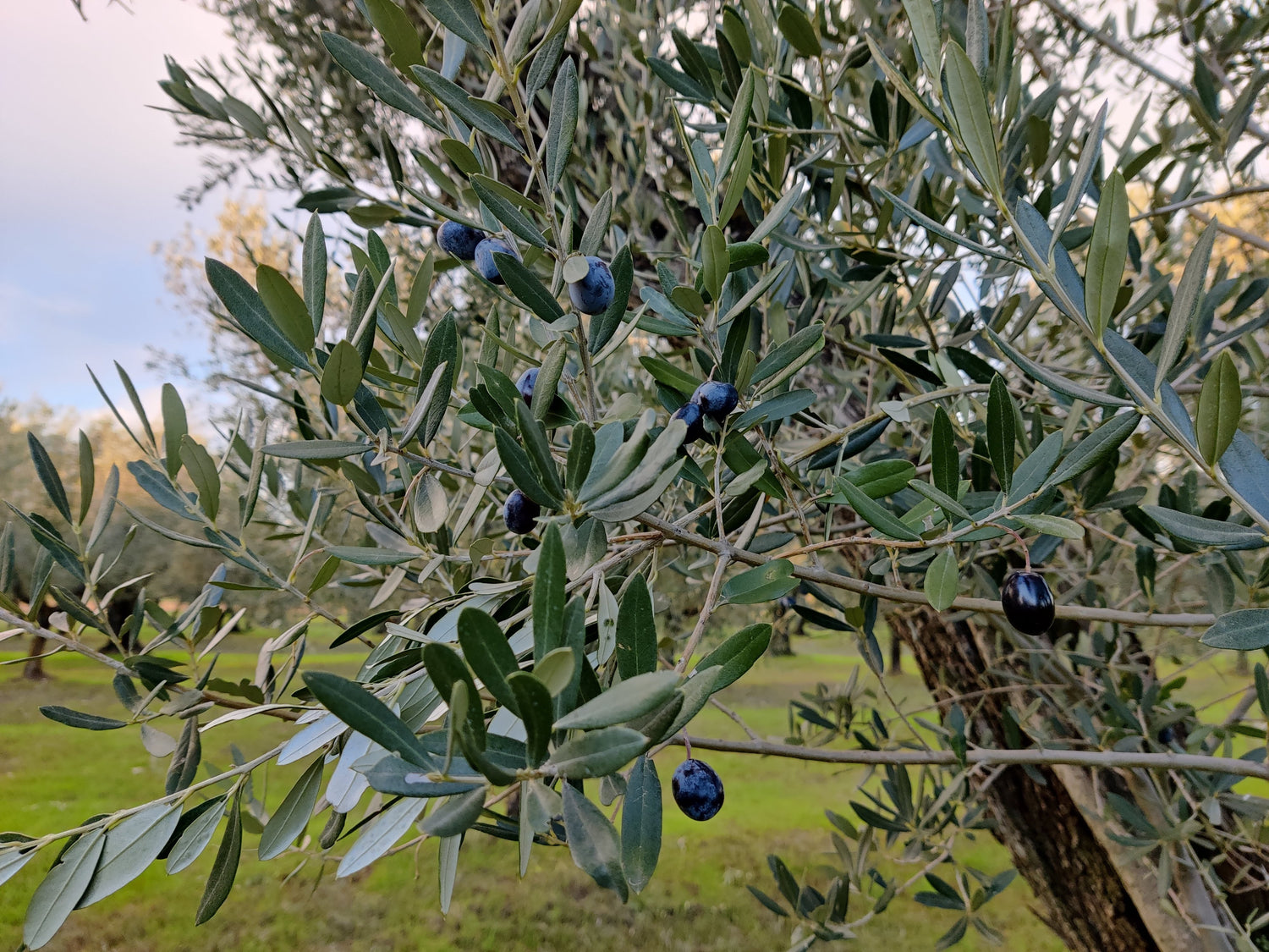Foto macro di olive sui rami