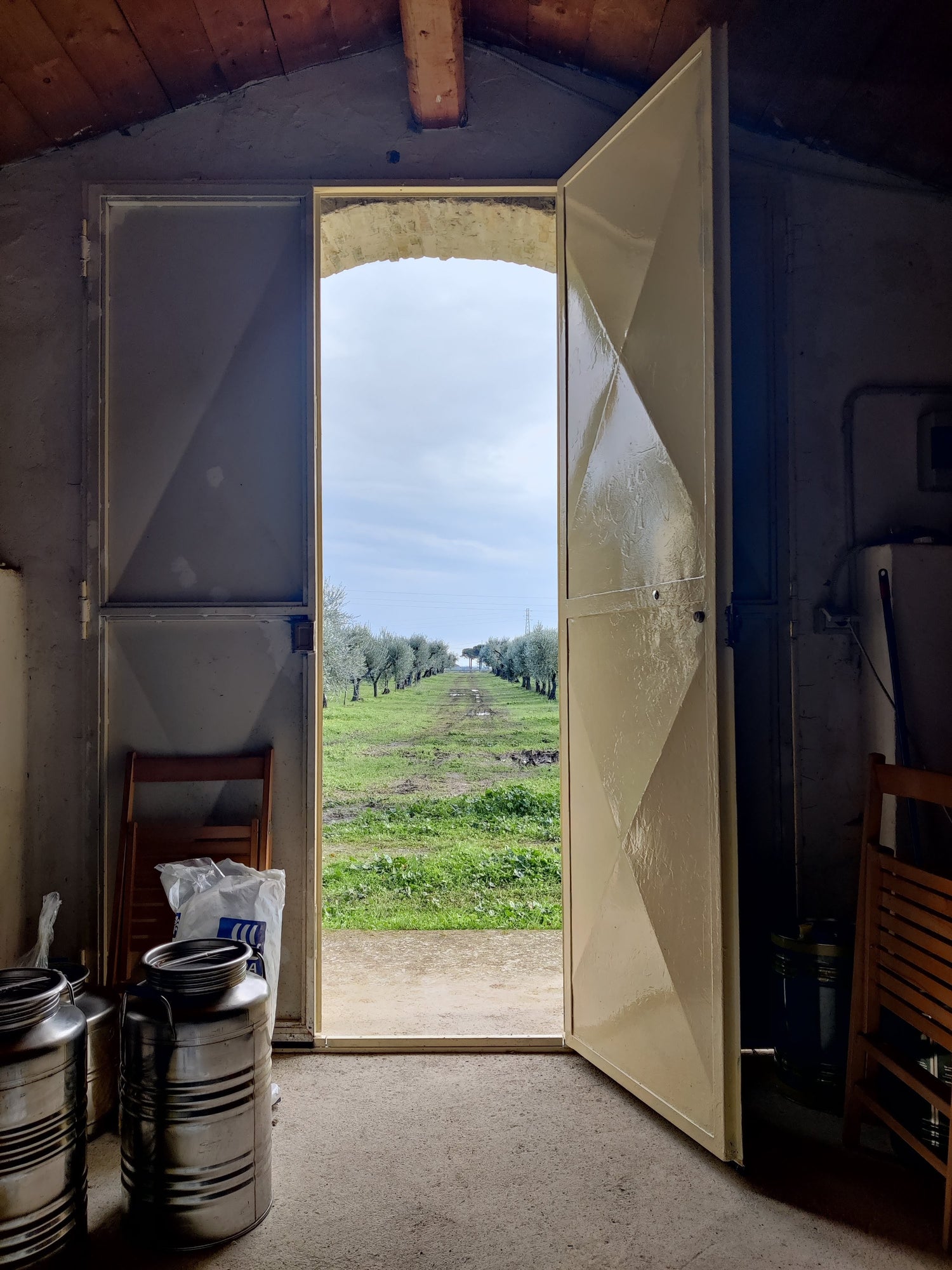 Foto dell'oliveto dalla cantina